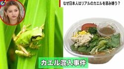 サラダ麺にカエル混入のショック 広島大准教授「思うほど細菌は多くない」「干物に近い状態なら生食より安全」 そもそもなぜ大人になると嫌いに？