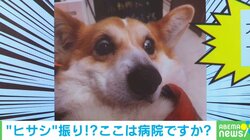 犬「びょ、病院ですかー!?」自分がいる場所に気づいた時の“驚愕した顔”に「表情豊かでかわいい」「ついてから気づくの愛しい」と絶賛の声