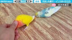 なでなでされてるコザクラインコに、ちょっかい出して逃走するセキセイインコ…絶妙な距離感の2羽に「うちのインコも同じことしてます」「嬉しそうw」の声