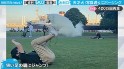 飼い主の足裏に犬が“ぴょこん” 毎日コツコツ…サーカス犬を目指して鍛錬だワン