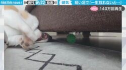 短い足で一生懸命ボールを取ろうとするコーギーが可愛すぎると話題「一生取れないと思う」