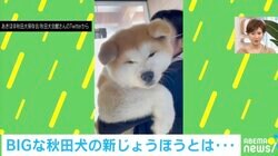 遠近法？ふわふわな秋田犬の赤ちゃんのサイズが話題「想像以上に大きかったー！」