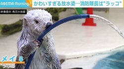 放水姿が「悪魔のような可愛さ」 消防隊長は“ラッコ” 地元の消防本部から氷の感謝状も
