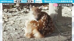 「自分はフワフワ」と自覚する子鹿 スリスリこすりつける様子に「触ってみたい！」「耳と尻尾ピョコピョコしてるの可愛い」と悶絶の声