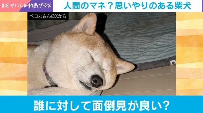 柴犬の茶々丸くん