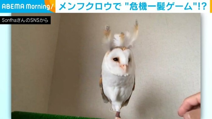 ミコトちゃん（11歳）