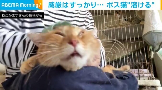 マッサージで“溶ける”ボス猫