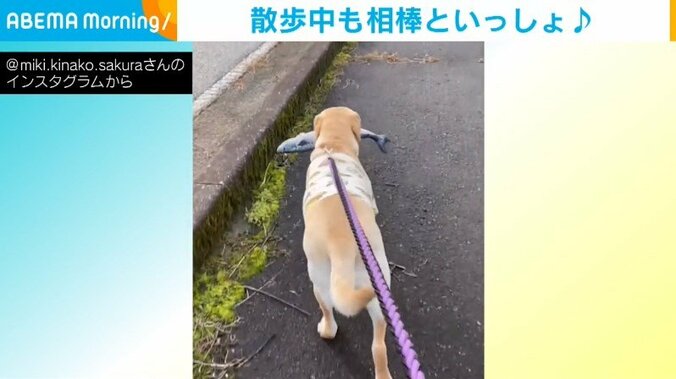 犬がお気に入りのおもちゃを道端にポイッ→帰り道で再び“心を奪われる”姿に「お利口さん」「可愛すぎ」と悶絶の声 1枚目