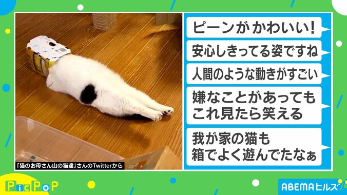 仰向けで足がピーン！人間のような猫の動画がSNSで240万回再生の大反響「嫌なことがあってもこれ見たら笑える」 1枚目