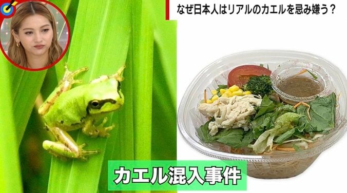 サラダ麺にカエル混入のショック 広島大准教授「思うほど細菌は多くない」「干物に近い状態なら生食より安全」 そもそもなぜ大人になると嫌いに？ 1枚目