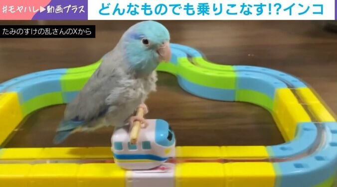マメルリハのたみのすけくん