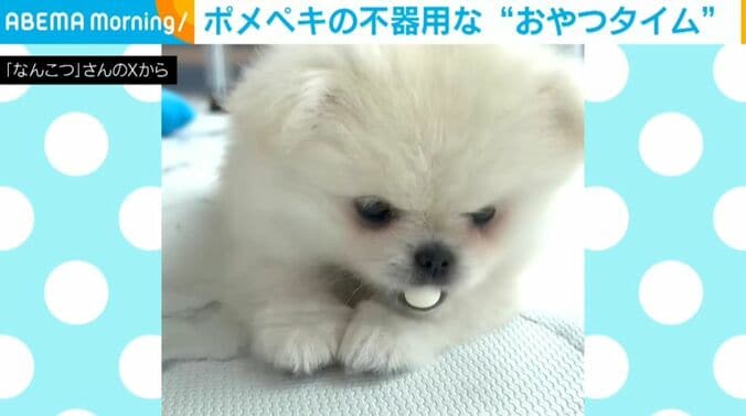 ポメペキのなんこつちゃん