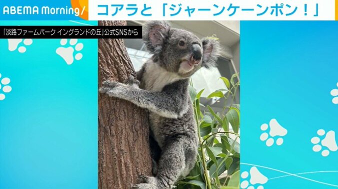 コアラのナギちゃん（2歳）