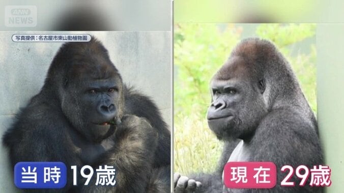 29歳になったシャバーニ