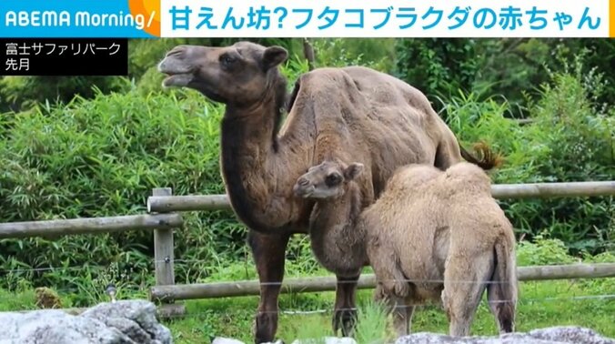 夏に生まれた動物の赤ちゃん、すくすく成長 一人前になったら“卒業”へ 2枚目