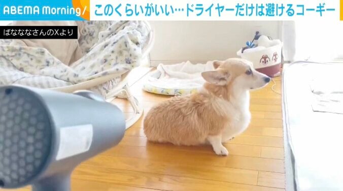 コーギーのあんずちゃん