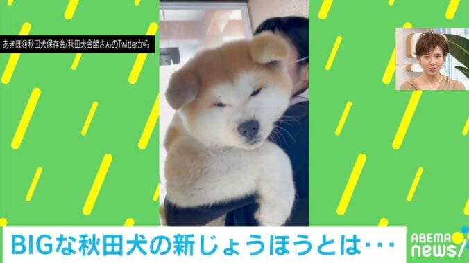 遠近法？ふわふわな秋田犬の赤ちゃんのサイズが話題「想像以上に大きかったー！」 1枚目