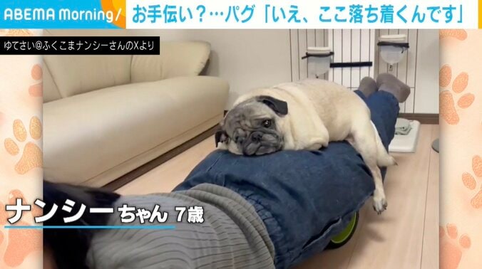 パグのナンシーちゃん