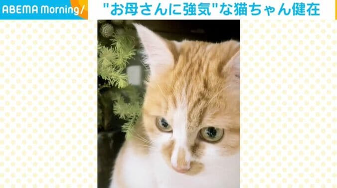 モチちゃん