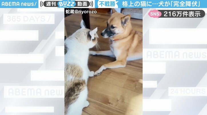 犬と猫