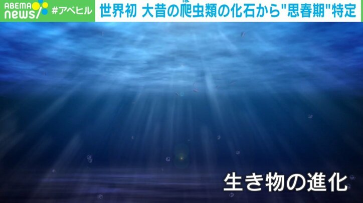 "世界初"の発見! 爬虫類にも思春期がある?大昔の化石から性別を特定 専門家「子孫を残す戦略があった」