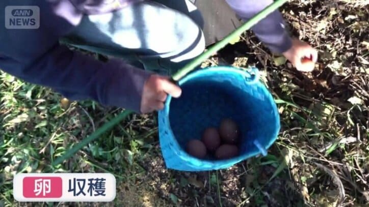 飼育している鶏から卵を集める