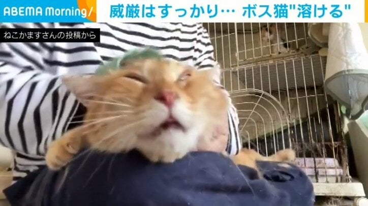 マッサージで“溶ける”ボス猫