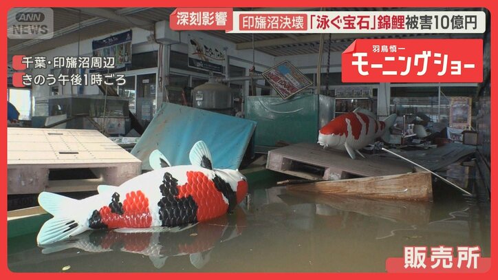 「錦鯉10万匹逃げた」養魚場で10億円被害か 台風25号爪痕 内房線復旧まで3カ月以上