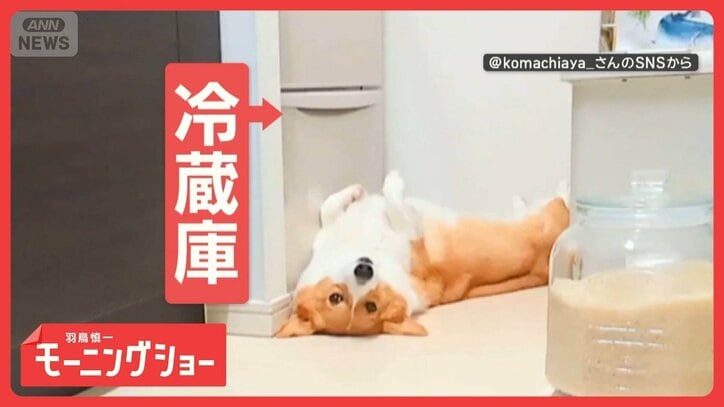 守護犬「動かしたら戻してワン」 冷蔵庫前を死守するワンちゃん どうしてこだわる?