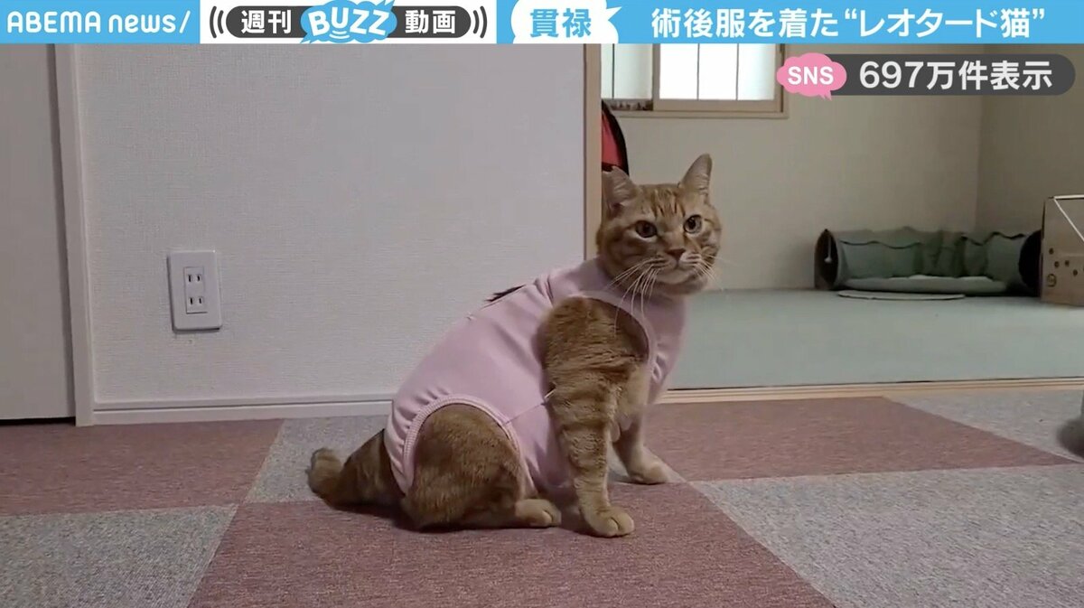 むっちむちの豚満ボディたまらん」術後服を着た“レオタード猫”に「順応