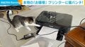 敵襲ニャ!! プリンターに“ビビる”猫の動画に癒やされる人続出 「勇気の猫パンチかわいい」