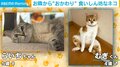 食いしん坊猫が隣の皿から問答無用で“おかわり”ゲット! 性格が真逆な2匹の微笑ましい光景
