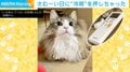 寒い日に暖房きかず飼い主大慌て “冷房18度”を押しちゃった猫 「気品のあるイタズラ猫」と反響