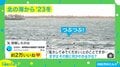 海の上に浮かぶ“丸い粒”… まさかの正体に「めっちゃ見られている…」「ホラーのやつかと思ったらキュートなやつだった」と反響続々