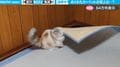 部屋のカーペットが勝手にめくれる謎現象→かわいすぎる“犯人（猫）”の犯行の一部始終を捉えた動画に反響「カーペットめくり職人w」