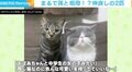 まるで孫と祖母!? ビジュアルの違う2匹の猫が話題「同じ猫なのに色んな可愛いを持ってていい」