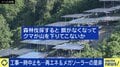 各地でクマ出没増加「メガソーラーによる森林伐採のせい」論を有識者に聞いてみた