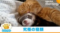 “天使の寝顔”×2を披露するマンチカン&フェレット
