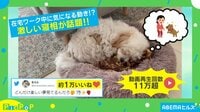 【映像】眠りながら“しっぽフリフリ” 犬の幸せそうな寝姿
