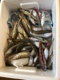 田中美奈子『カサゴ→メゴチ( ´Д`)y━･~~』