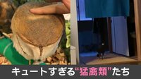 【映像】見たら触りたくなる“ふわっふわ”具合