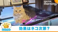 “ドヤ顔”で猫よけマットをのせる猫