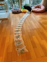 小川菜摘『大興奮(笑)』