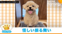 【映像】「……ニコッ」謎の間で笑ってごまかす犬