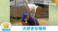 【映像】飼い主の背中に飛び乗る子ヤギ