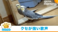 【映像】鏡の前で“クセ強”な歌声を披露するインコ