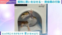 「片平なぎささんのあのシーンだ！」ヒョウモントカゲモドキがとった行動が昭和を感じる仕草と話題