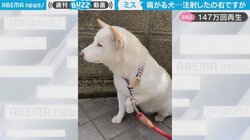 注射した犬が痛そうに左足を上げるも…飼い主「注射したの右ですが」 衝撃の事実に“ほっこり”する人続出