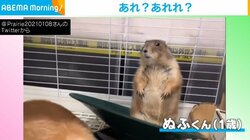 回し車から降りられなくなったプレイリードック 飼い主に“救援要請”をする姿に 「波乗りしてるみたい」「可愛いさが天才的」の声