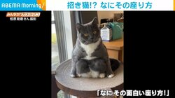 正座？体育座り？ 猫の不思議な座り方に飼い主も思わず笑う「なにその面白い座り方！」